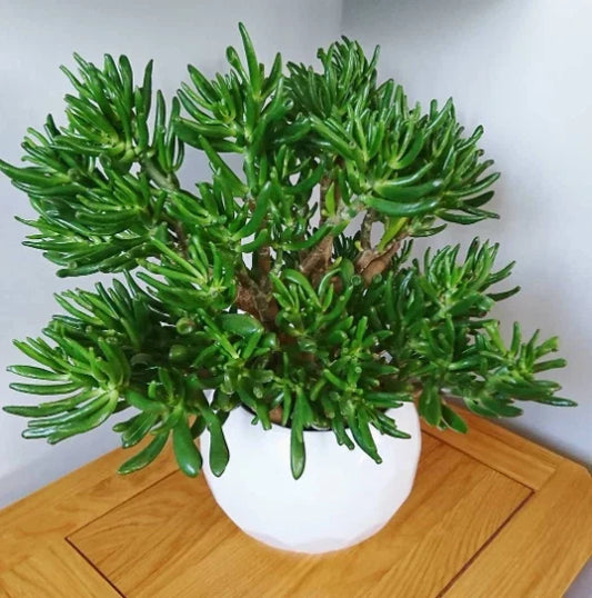 Skinny Fingers Jade Cuttings or Rooted Plants, Multiple Branches, Crassula Ovata