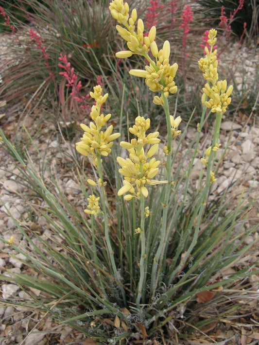 Texas Yucca 30 Seeds - Rare Yellow Flower Hesperaloe parviflora, Drought-Tolerant Perennial, Ideal for Xeriscaping