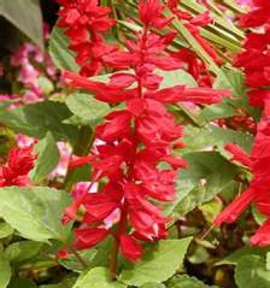 Scarlet Sage Seeds - 50 Fresh Seeds - Salvia splendens - Easy to Grow, Vibrant Red Flowers
