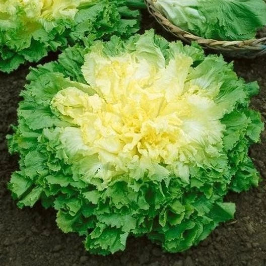 Broadleaf Batavian Endive Seeds, Heirloom Escarole, Non-GMO, Vegetable Garden Seeds, Cichorium endivia
