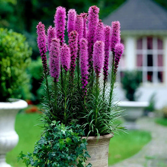 Purple Blazing Star Flower Seeds - 50 Count - Liatris spicata - Cold Hardy Butterfly Plant