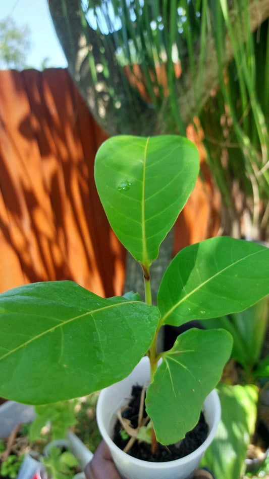 Tropical Almond Live Tree - 7 to 12 Month Old - Terminalia Catappa - Ideal for Gardens and Landscaping