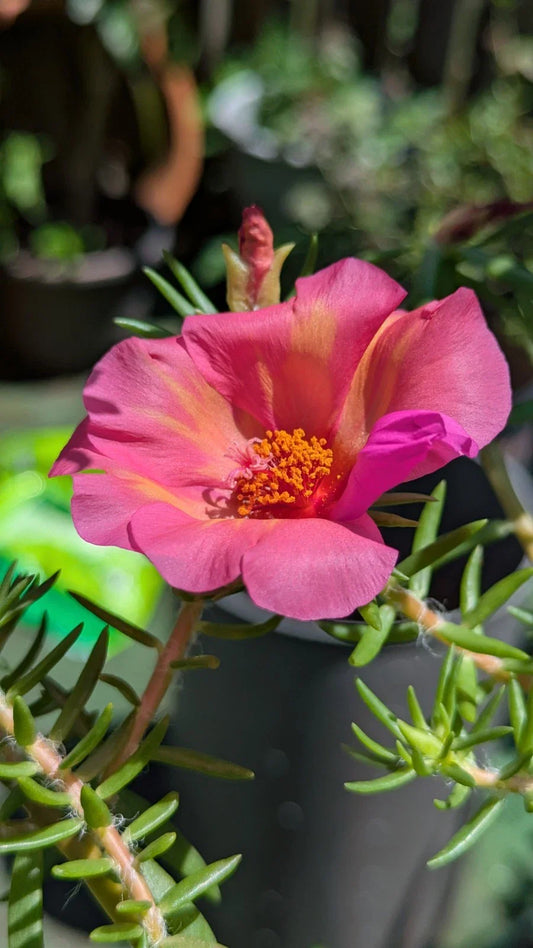 Jumbo Portulaca Grandiflora 'Samba' Unrooted Cuttings 5 Pack Magenta Orange Splash