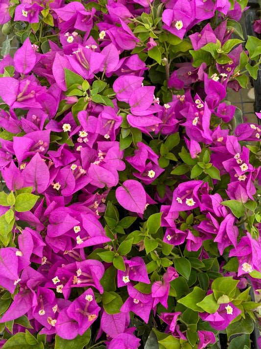 Live Bougainvillea Starter Plant - Royale Purple - Bougainvillea spp. - Well Rooted - USA Seller