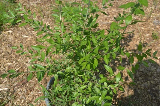 Henna Plant Live 10-14 Inches Well Rooted Bush, Lawsonia inermis, Half Gallon Potted