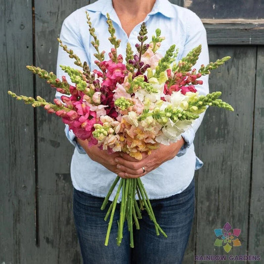 Snapdragon Seeds - 1000+ Costa II Mix - Antirrhinum majus - Garden Planting - USA