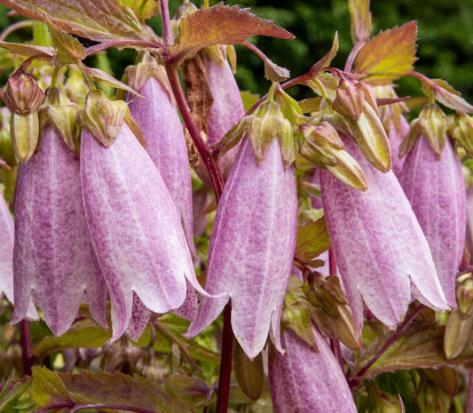 Spotted Bellflower Seeds 150 Count Pink-White-Purple Mix Campanula takesimana-punctata