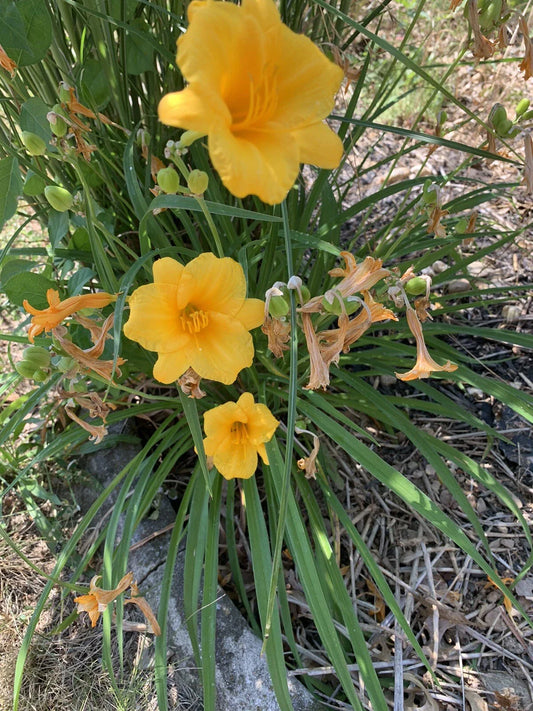Live Daylily Plants - 5 Bare Root Yellow Stella de Oro - Hemerocallis Flower