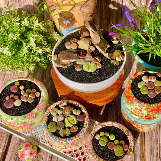Lithops Live Succulent 10 Pills | Rare Imported Plant | Bare Root Indoor Decor | Living Stones (Lithops spp.)