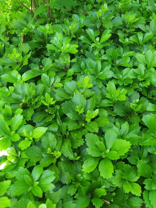 Pachysandra Terminalis Ground Cover Plants - 50+ Mature Well-Rooted Green Plants for Shade Gardens and Landscaping