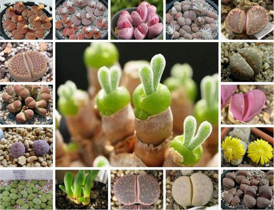 Mixed Succulent Seeds Pack - 100 Seeds - Variety of Colors and Types - Perfect for Indoor and Outdoor Planting