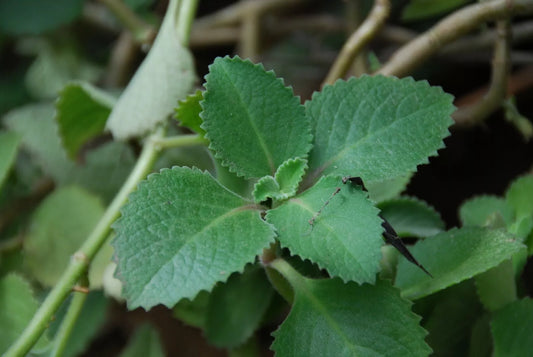 Cuban Oregano Plants 10 Pack | Broadleaf Thyme Succulent | Medicinal Houseplant | Plectranthus amboinicus