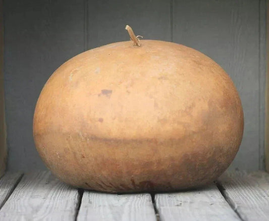 Basket Gourd Squash Seeds - 25+ Pack - Ideal for Garden Planting - Cucurbita pepo - USA Grown, Free Shipping