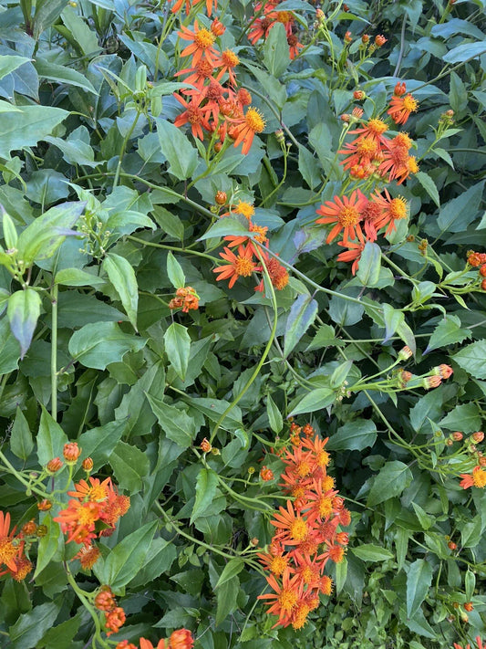 Mexican Flame Vine Cuttings 5-7 inches No Roots Pseudogynoxys Chenopodioides - Tropical Climbing Plant for Gardens