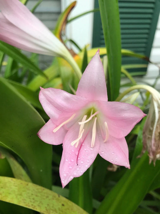 Combo 2 Crinum Lily Bulbs 3+ Inch Pink & 2 Red Amaryllis Bulbs - Crinum spp. for Outdoor Planting, Hardy Perennial