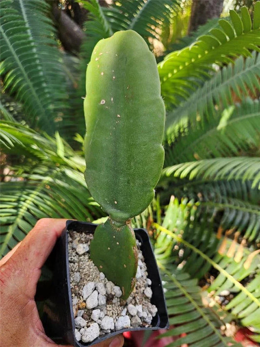 Rooted Cutting Dendrocereus Nudiflorus - Unique Cactus Variety for Indoor & Outdoor Gardening