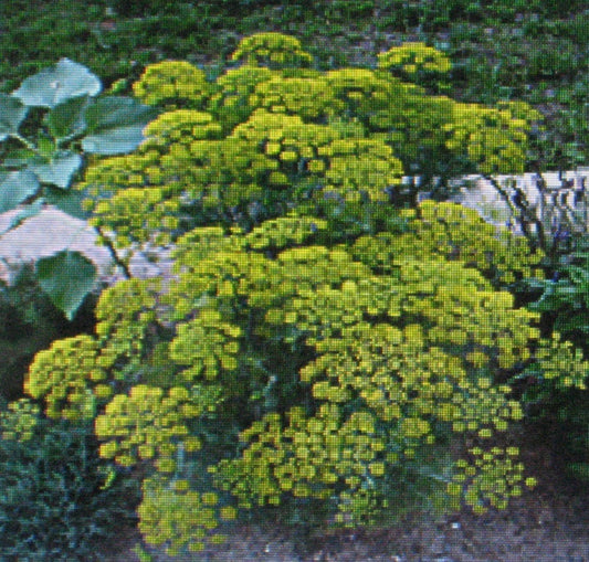 Dill Herb Seeds Bulk - Bouquet Variety - 1000 Seeds - Anethum graveolens