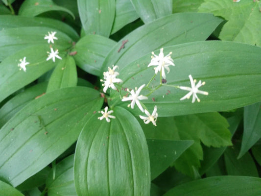 Lily of the Valley Live Plants - 5 Star-Flowered Rhizomes - Convallaria majalis - Wildflower Bare Roots