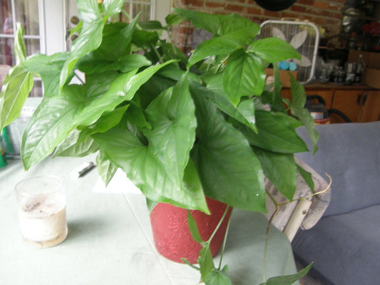 Syngonium Podophyllum Cuttings - Arrowhead Vine Green - Lot of 5 - Araceae Plant Cuttings