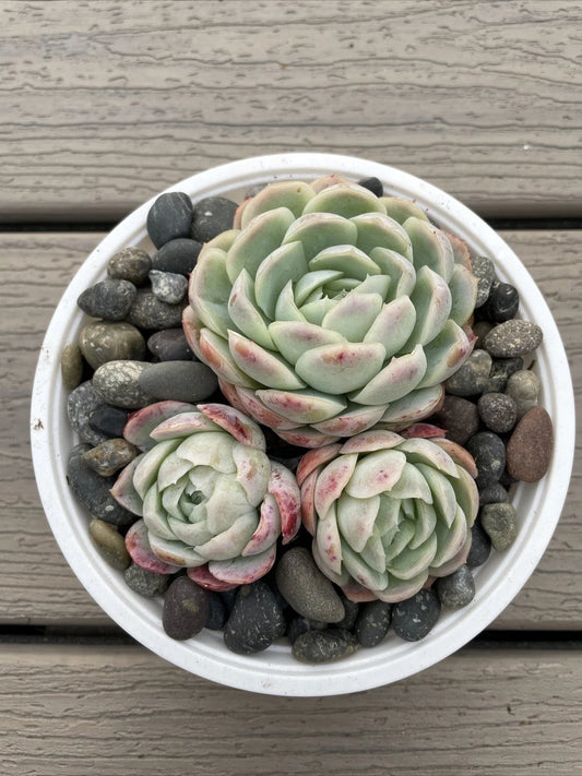 Echeveria Elegans Succulent - Mexican Snowball - 3 Live Rooted Plants - Size 1 to 2 Inches