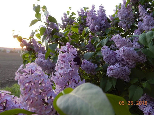 Old Fashioned Lilac Sapling - BARE ROOT Shrub (Syringa vulgaris) - Dormant Shipping - Perfect for Gardens