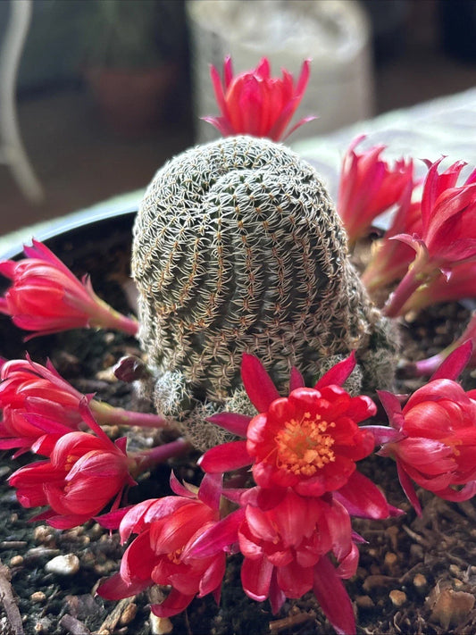 Rebutia Albopectinata Cactus in 6 Inch Pot - Rooted Succulent with Unique Spines - Perfect for Indoor Decor