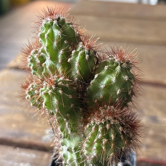 Cereus Rapandus Monstrose Plant - Unique Peruvian Cactus Variety for Indoor and Outdoor Gardens