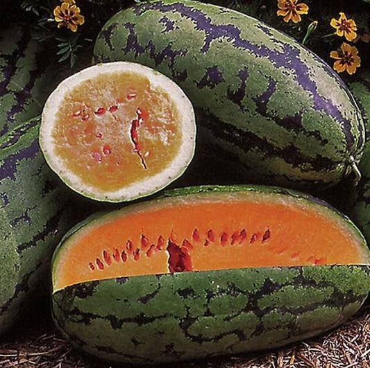 Orangeglo Watermelon Seeds - 50+ Large Non-GMO Sweet Seeds (Citrullus lanatus) - Ideal for Home Gardens