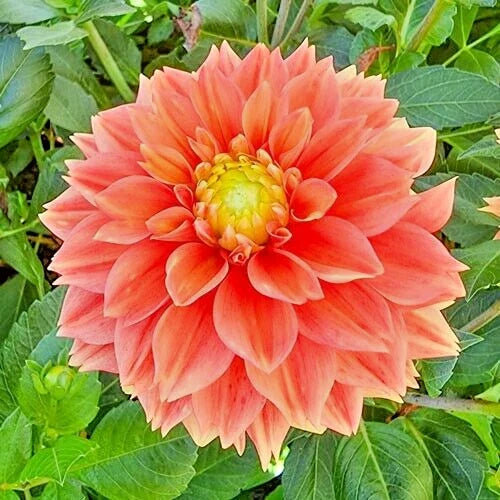 Dahlia Plant Bulb Tuber 32" Sunset Tropicana Orange Peach Yellow Blooms