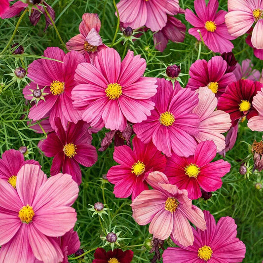 Rubinato Cosmos Seeds - 200+ Pack for Garden Planting - Colorful Annual Flower Seeds (Cosmos bipinnatus) - USA