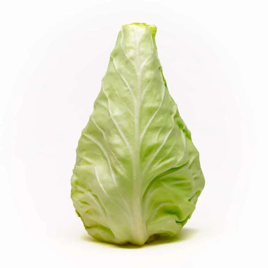 Conehead Cabbage Seeds - 500+ Pack for Garden Planting - Brassica oleracea - USA Grown, High Germination Rate