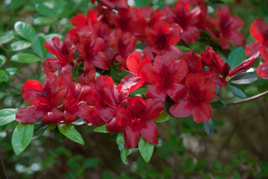 Azalea Starter Plant, Small Rooted, Midnight Flare Variety, Rhododendron Deciduous
