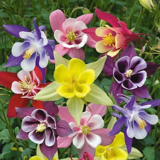 Columbine Seeds - 375 Count - McKana's Giant Mix Perennial - Aquilegia x hybrida