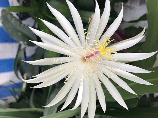 Epiphyllum Cutting 8" Unrooted Hookeri Strictum Succulent Orchid Cactus Plant