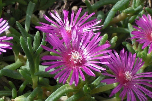 Magenta Ice Plant 1 Gallon Live Fully Rooted Delosperma Cooperi Hardy Succulent Ground Cover