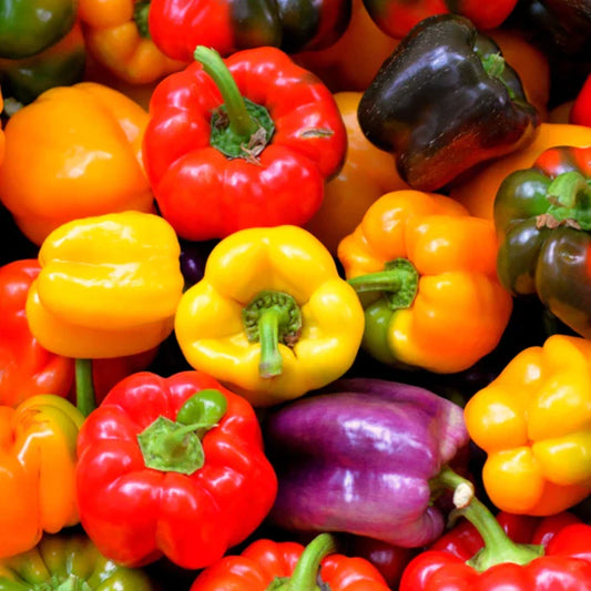 Rainbow Mix Bell Pepper Seeds - Heirloom Red, Green, Orange - Capsicum annuum - Perfect for 2025 Planting