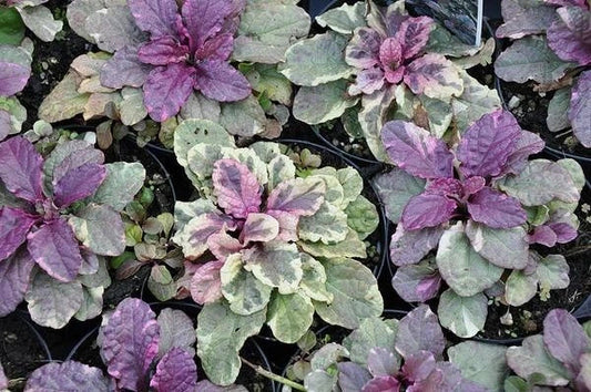 Live Ajuga Reptans Burgundy Glow Bugleweed Perennial Ground Cover Plant - 3 Rooted Plants for Garden Landscaping