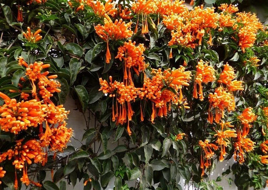 Phyrostegia Vine Rooted Starter Plant - Florida Flame Variety - Perfect for Hummingbirds
