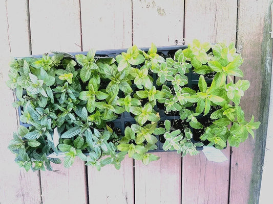 Mint Cuttings - 6 Rooted Varieties: Pineapple, Orange, Apple, Chocolate, Strawberry, Ginger - Mentha spp.