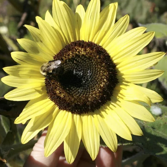 LEMON QUEEN SEEDS - 25+ Large Colorful Rare Seeds - Beautiful Flowering Plant - Helianthus annuus