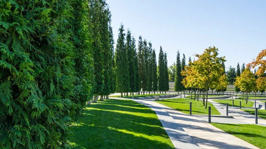 Western Red Cedar Tree Seeds - 50 Pack - Thuja plicata - Ideal for Planting, Landscaping, and Reforestation