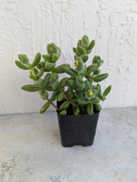Pickle Succulent Plant 2 Inch Delosperma Echinatum Rooted Pot