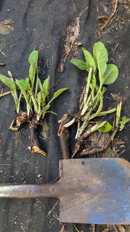 Comfrey Bocking 14 Plant - Large Bare Root Crown - Non-Spreading - Symphytum x uplandicum