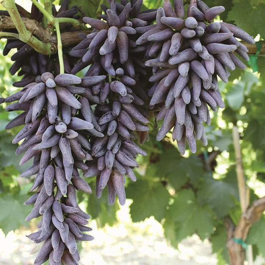 Ladyfinger Seedless Grape Vine Cuttings - 5 Unrooted Cuttings for Rooting or Grafting - Vitis vinifera