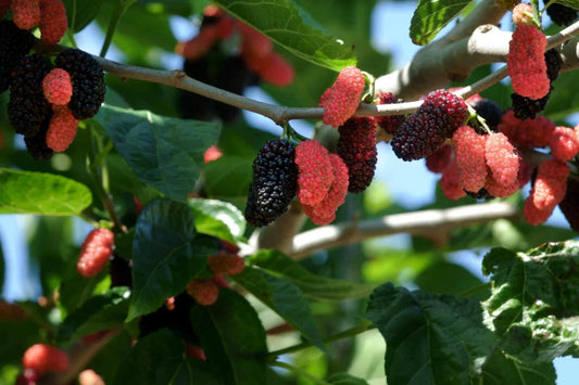 Dwarf Everbearing Mulberry Live Plant - Morus nigra Starter Tree