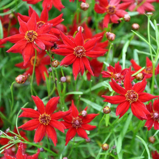 Coreopsis Seeds - Amulet Red Dwarf Variety - 500 Non-GMO Seeds for Butterfly Garden - Coreopsis tinctoria