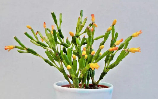 Dancing Bones Cactus 2" Plant | Hatiora salicornioides | Exotic Succulent Collection