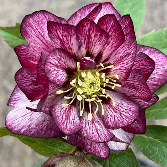 Hellebore Perennial Plant in 5.25" Pot, 'Whirlwind Romance', Lenten Rose, Well Rooted, Beautiful Blooms