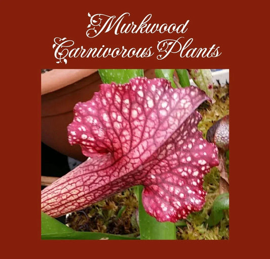 Sarracenia Pitcher Plant - Persian Rug Variety - Live Rare Collectors Plant - Unique Carnivorous Botanical Decor