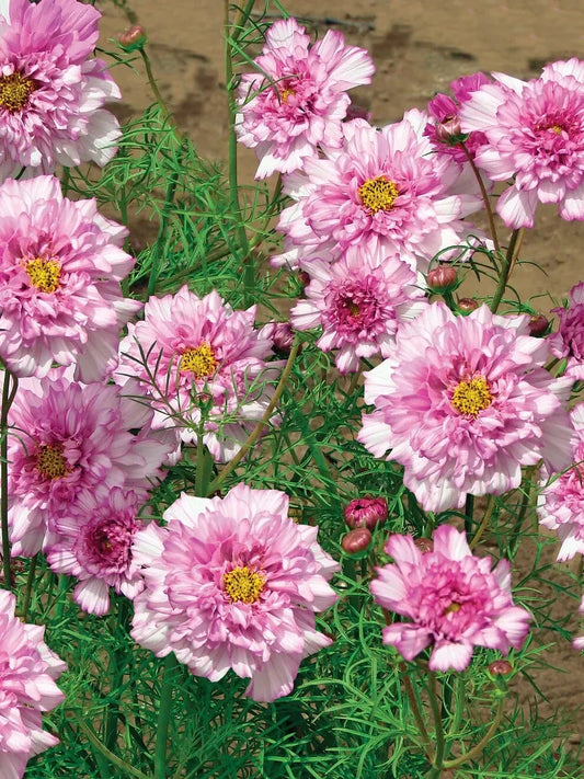 Double Click Bicolor Rose Cosmos Seeds - 200+ Premium Garden Seeds - Cosmos bipinnatus - USA